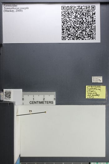 Media type: image;   Entomology 561771